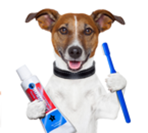 Obr&#xE1;zek pro kategorii Chovatelsk&#xE9; pot&#x159;eby