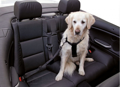 Obrázek z Bezpečnostní pás pro psa 