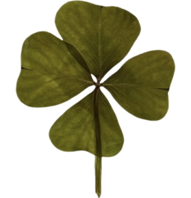 Obr&#xE1;zek pro kategorii &#x160;t&#x11B;st&#xED; v prav&#xE9;m &#x10D;ty&#x159;l&#xED;stku